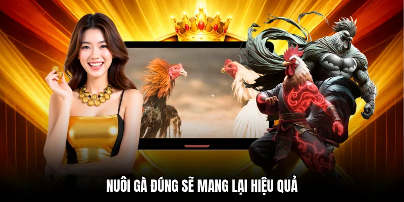 Nuôi gà đúng sẽ mang lại hiệu quả